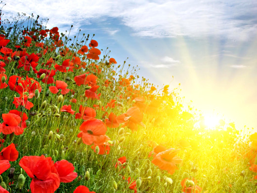 691488 (a): :2560x1920